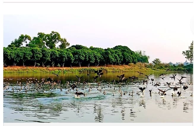 শীত এলে বসে অতিথি পাখির মেলা