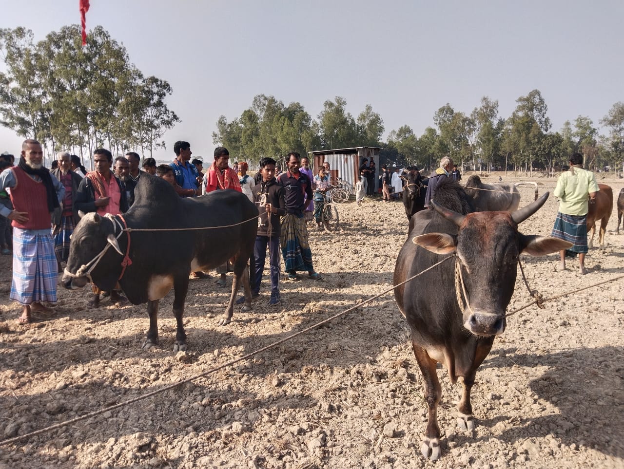 জামালপুরের ইসলামপুর উপজেলার পাথর্শী ইউনিয়নের ঐতিহ্যবাহী গরু দৌড় মই মেলা